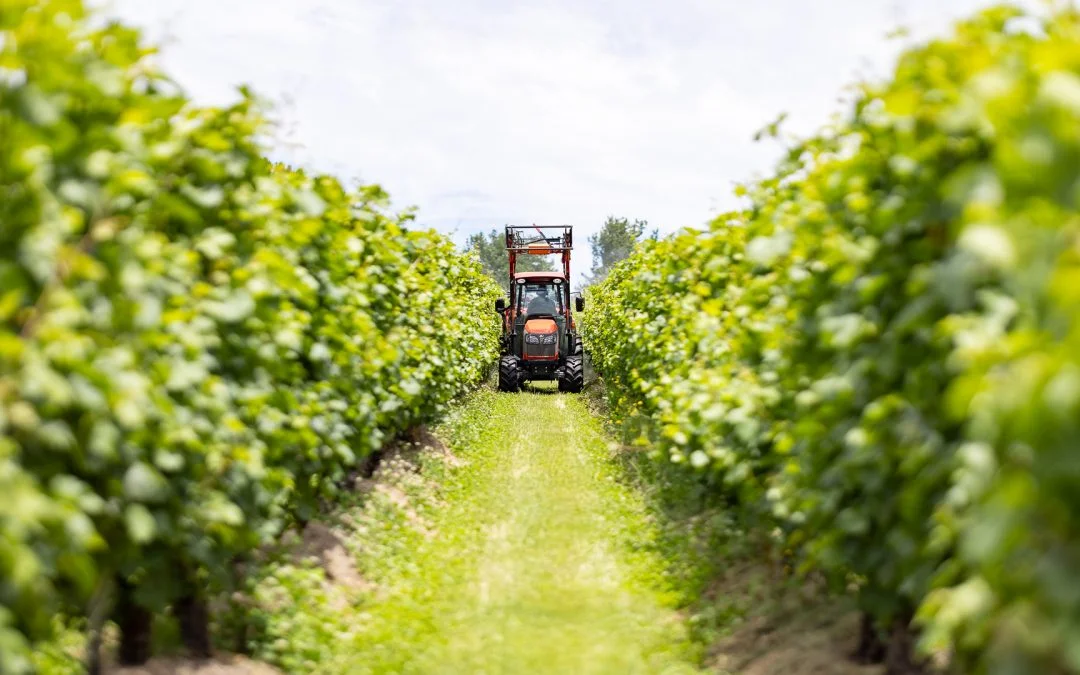 Biological Options For Fungal Disease Mitigation In Your Crops