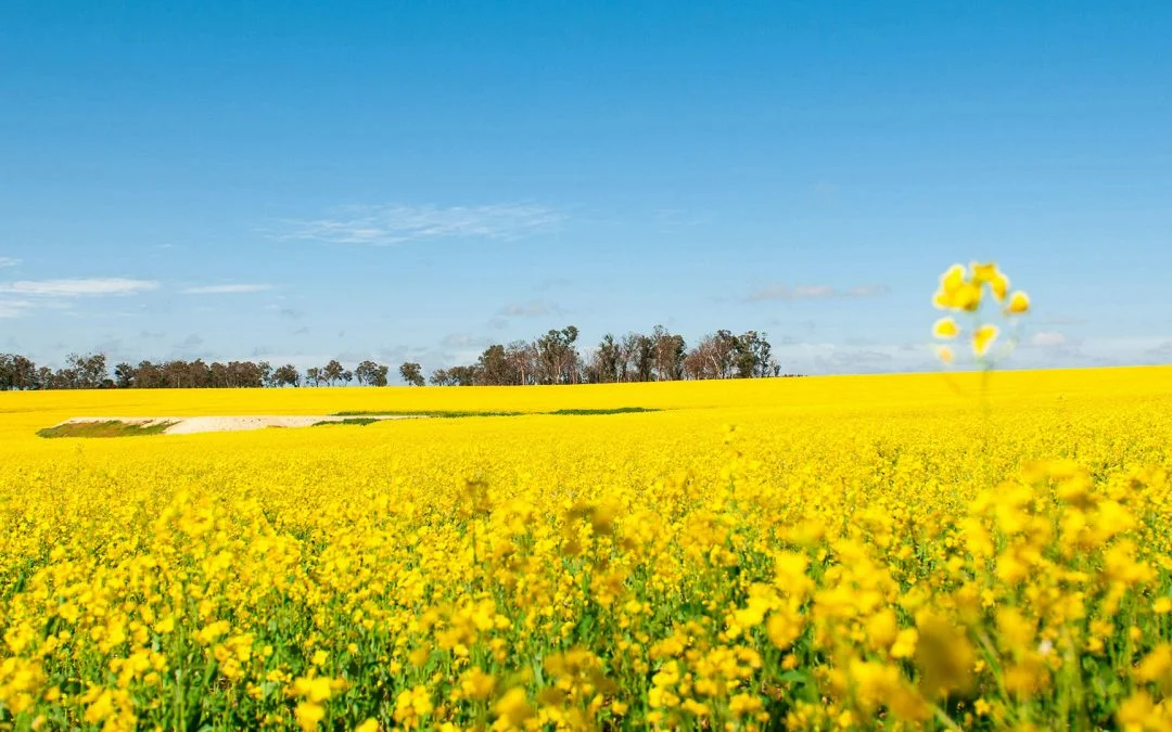 Canola Nutrition Timing: Avoiding Stress During Flowering