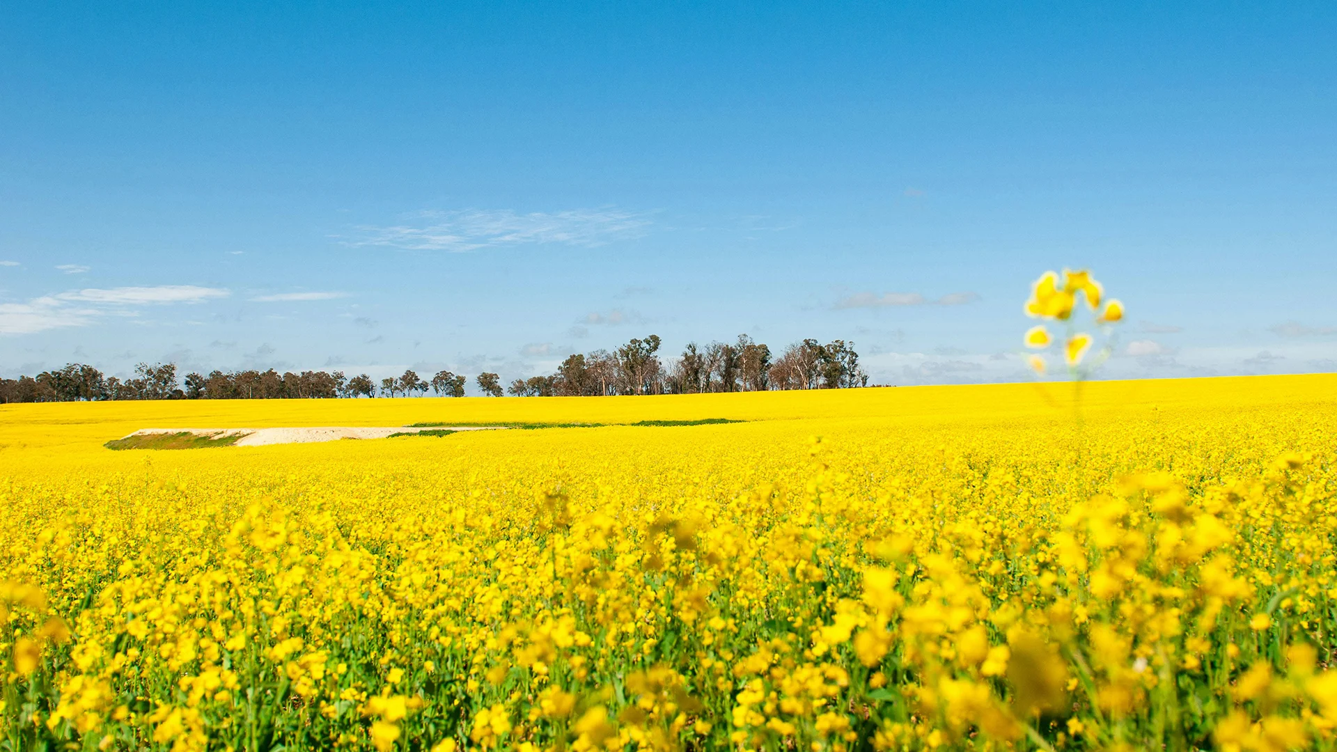 Canola Research Data - Switch ag
