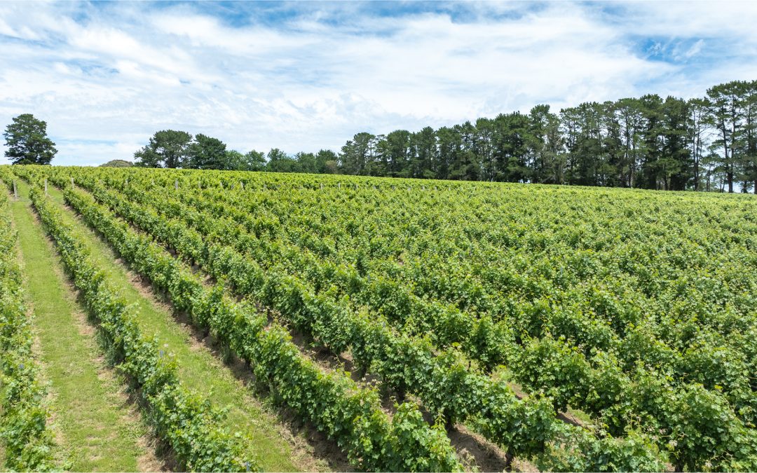 Frost Damage Recovery Program For Your Crops