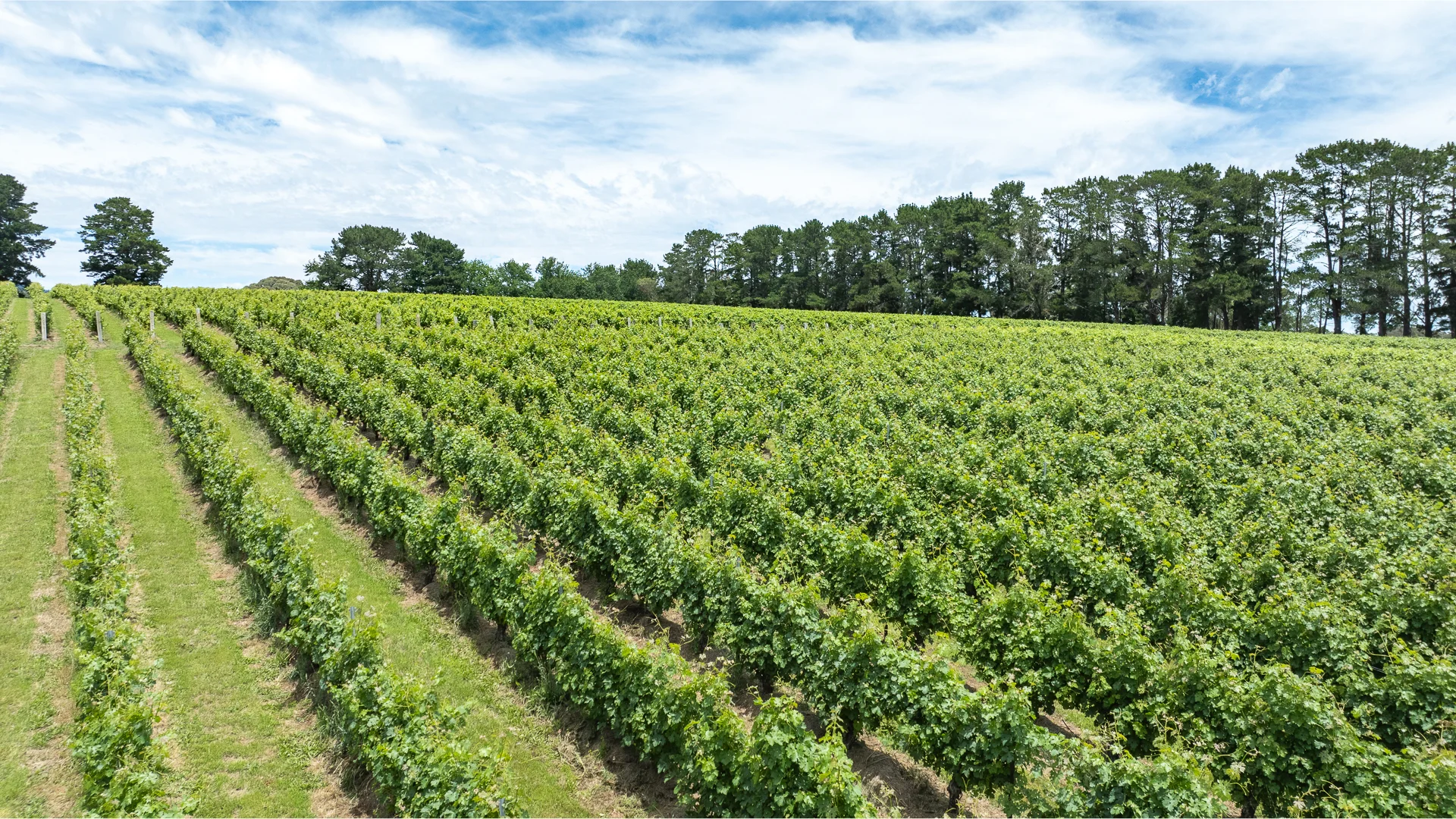Frost recovery Viticulture - Switch ag