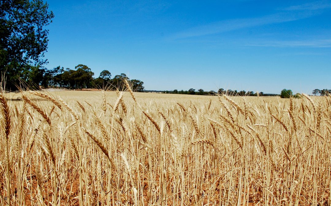 Plant Stimulants & Beneficial Biology Enhance Wheat & Faba Bean Yields