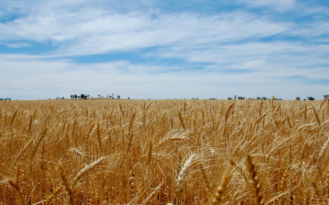 Effective seed treatment paying big dividends to wheat growers