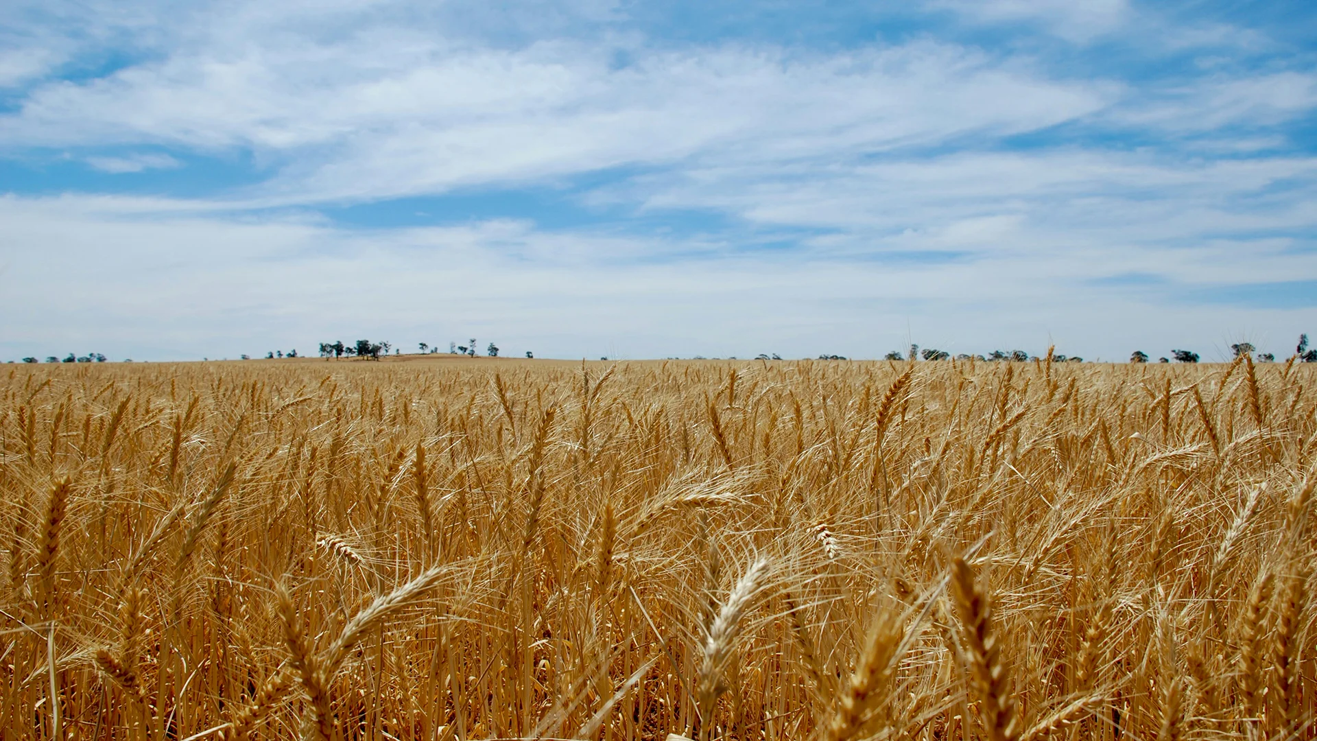 Energize Seed Treatment Wheat Research Data - Switch ag
