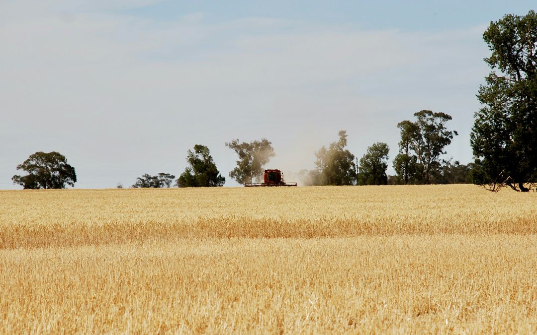 TRACE Leads To Significant Increases In Cowra Wheat Yields