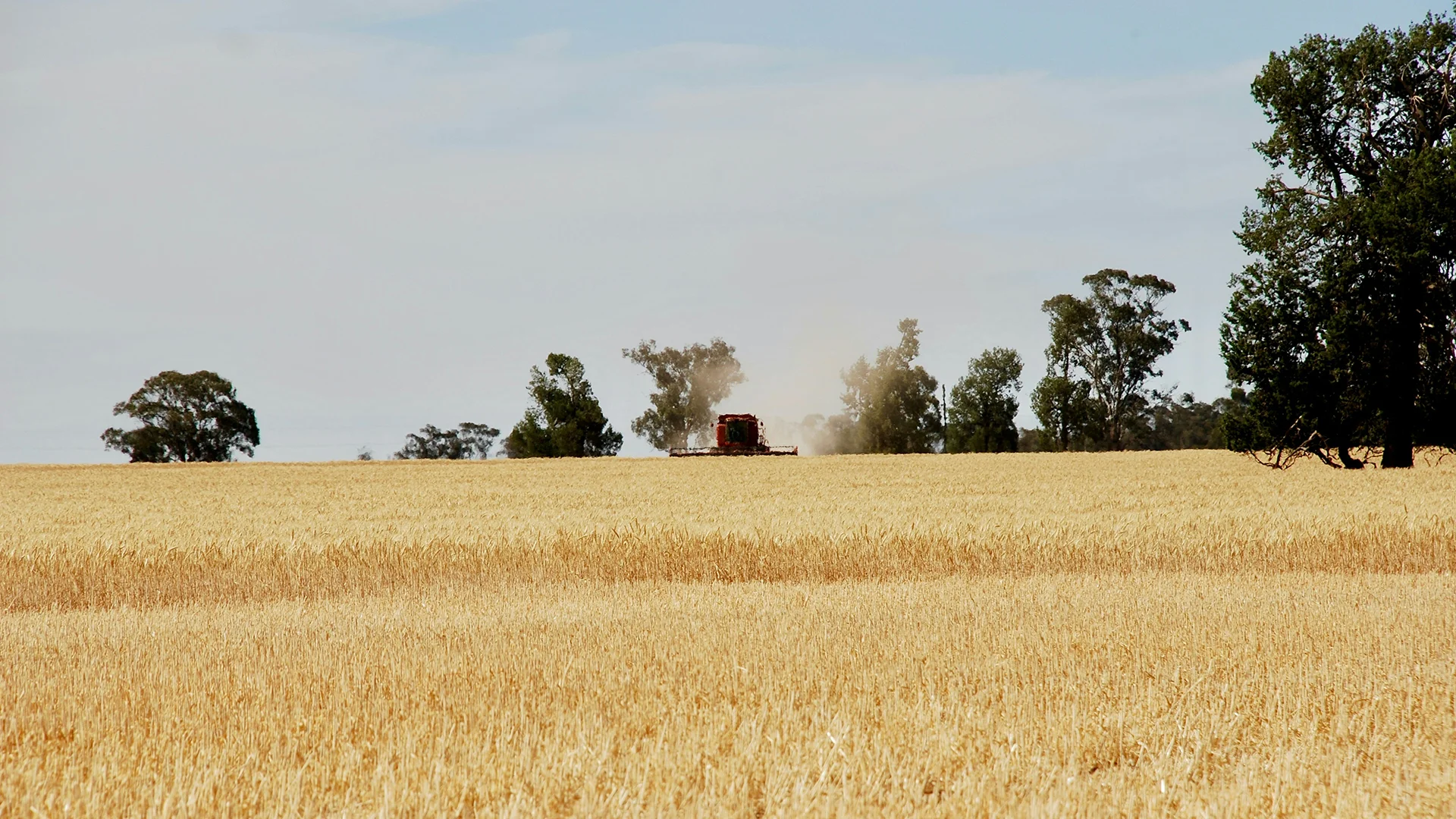 Wheat Trace Yield Cowra Research Data - Switch ag