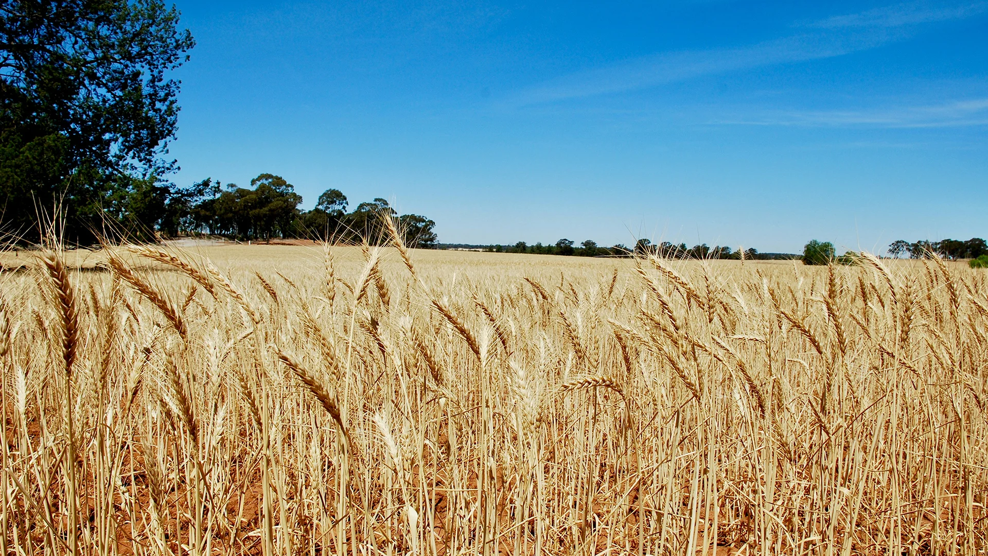 Plant Stimulants Wheat Trial Data - Switch ag