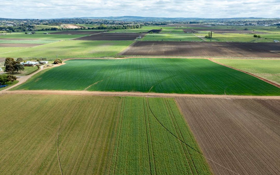 What Is Biological Fertiliser? A Plain-English Guide