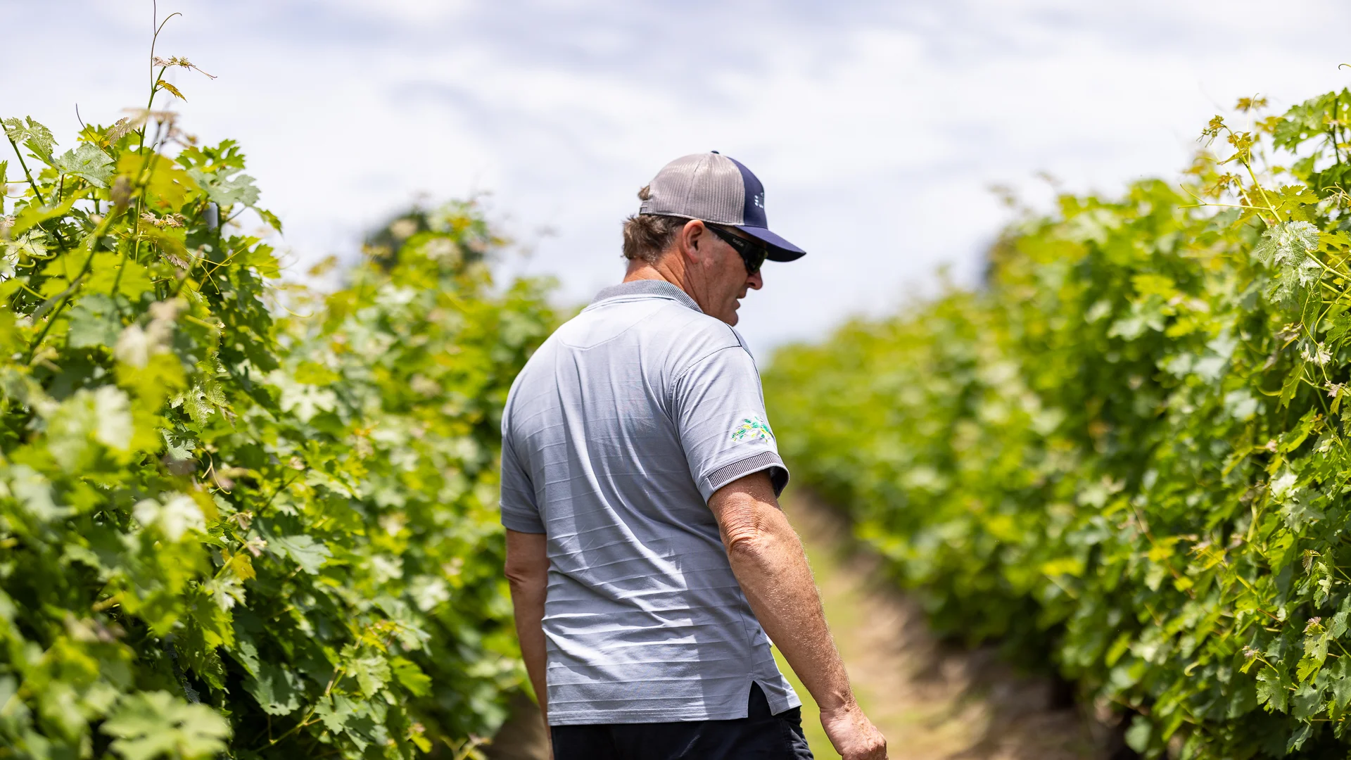 Grower walking a vineyard row, inspecting canopy growth