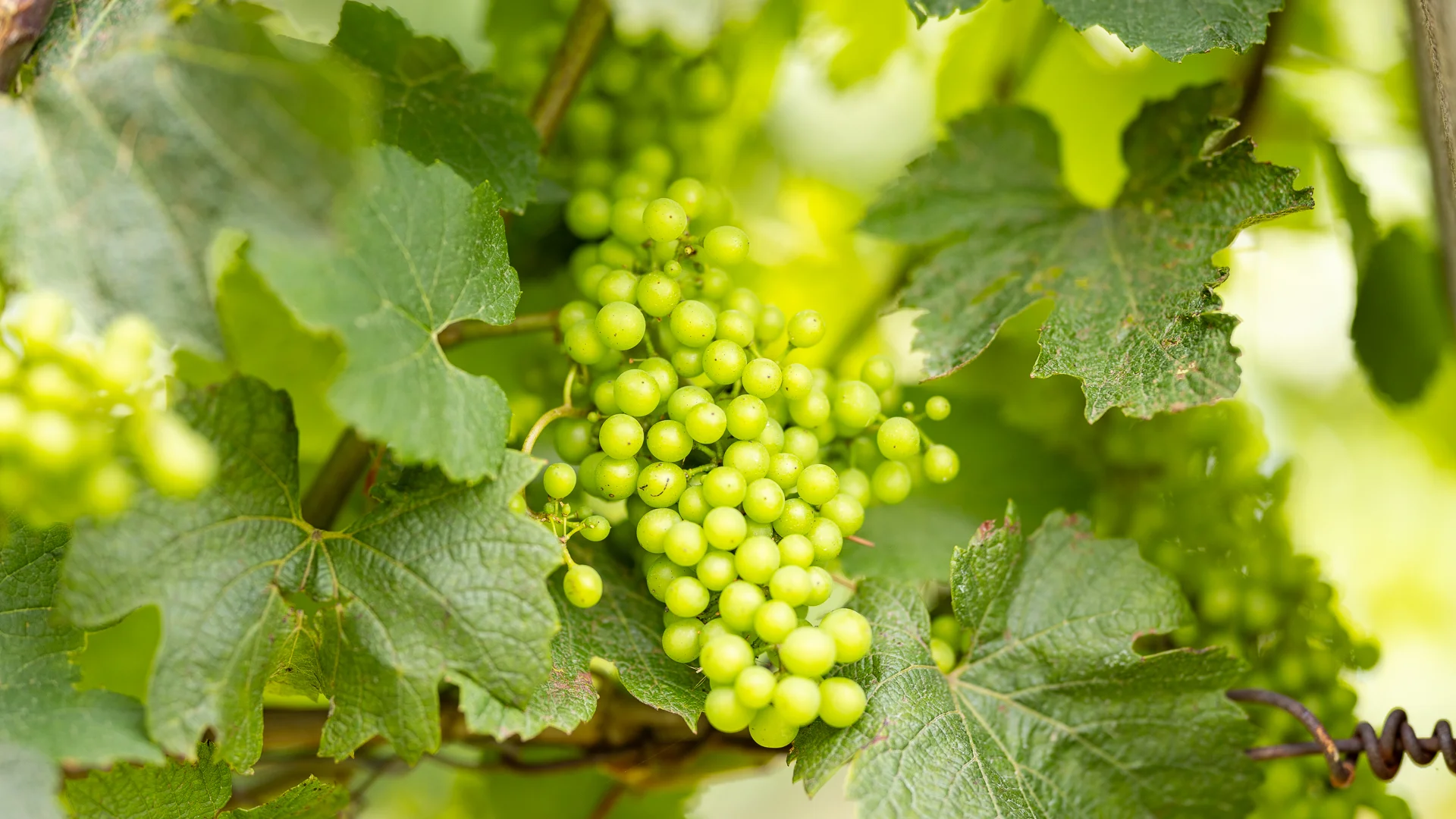 Bunches of green wine grapes ripening on the vine