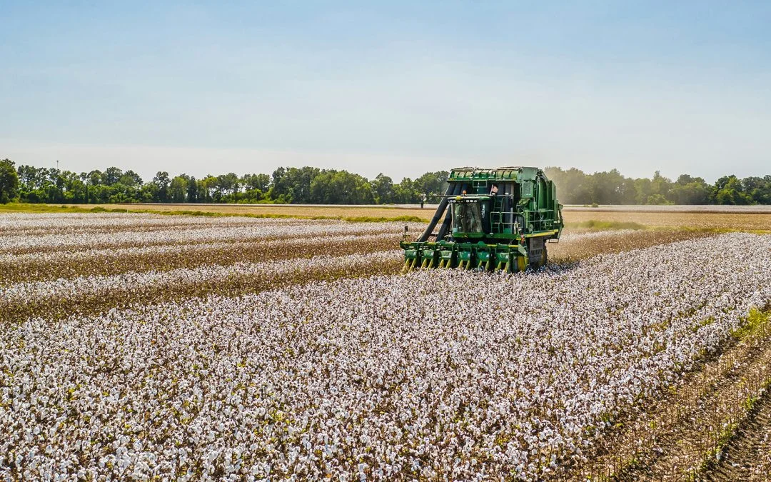 Cotton Trial: 1 Additional Bale Of Cotton Per HA Above The Control