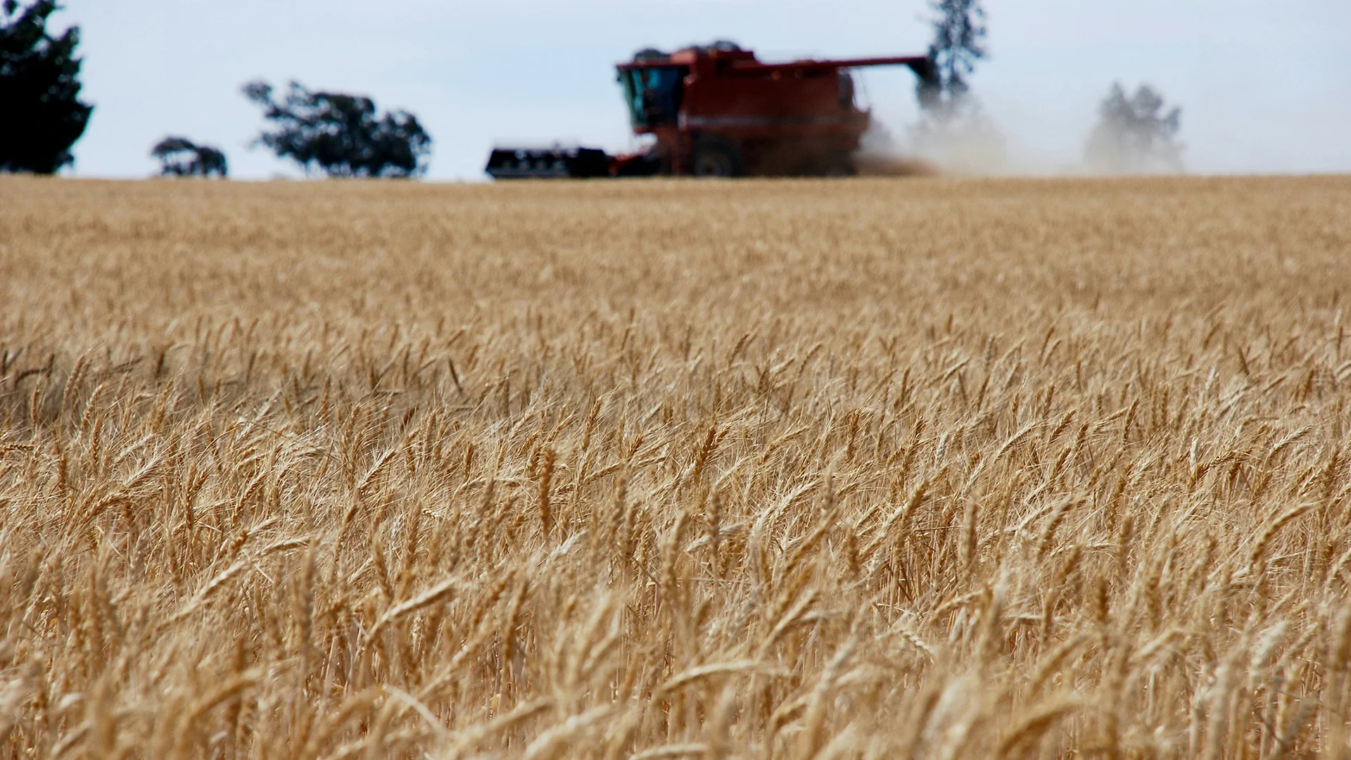 Microsoil 2010 Wheat Trial Young - Switch ag