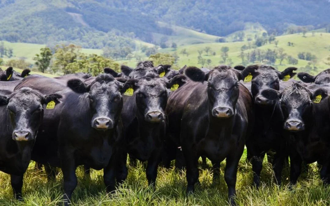 Livestock Probiotics For Improved Feed Conversion & Weight Gain
