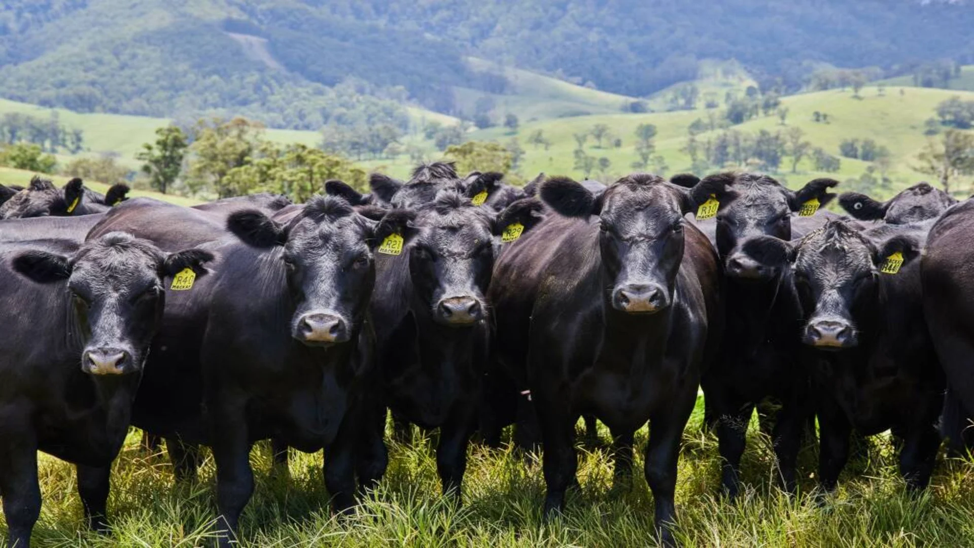 Animal Livestock Probiotic - Switch ag