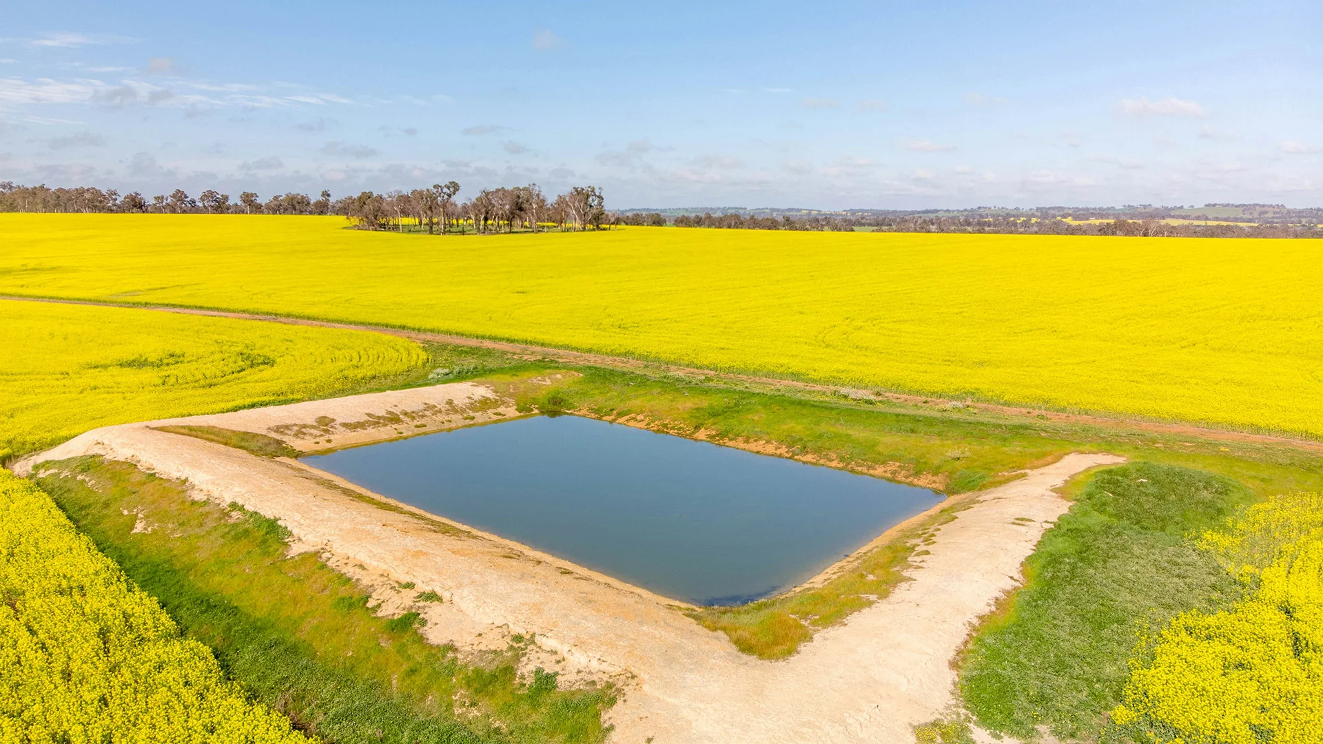 2011 CANOLA TRIAL Liquids – YOUNG NSW