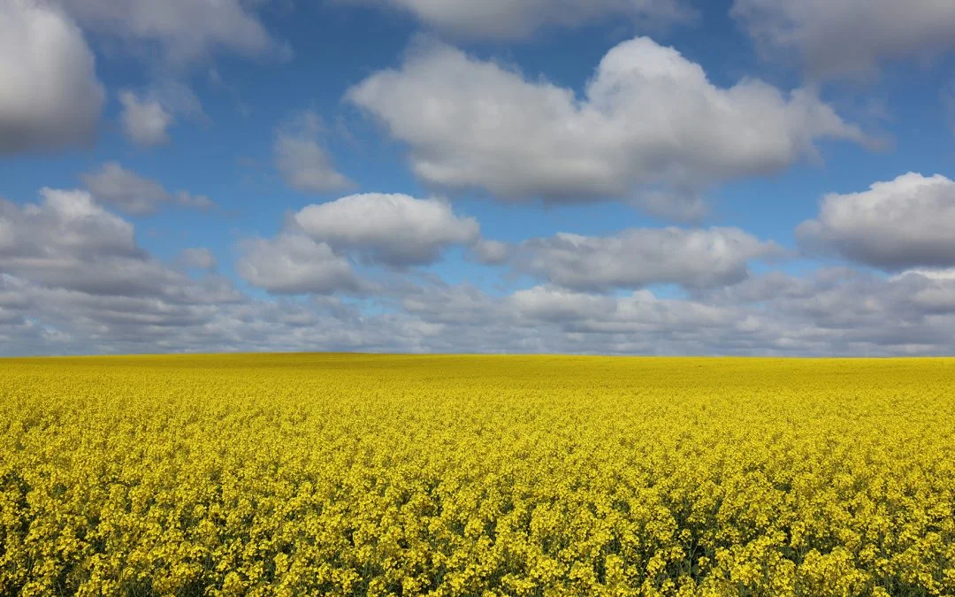 30% Yield Increase With Reduced MAP + Liquid Fertiliser