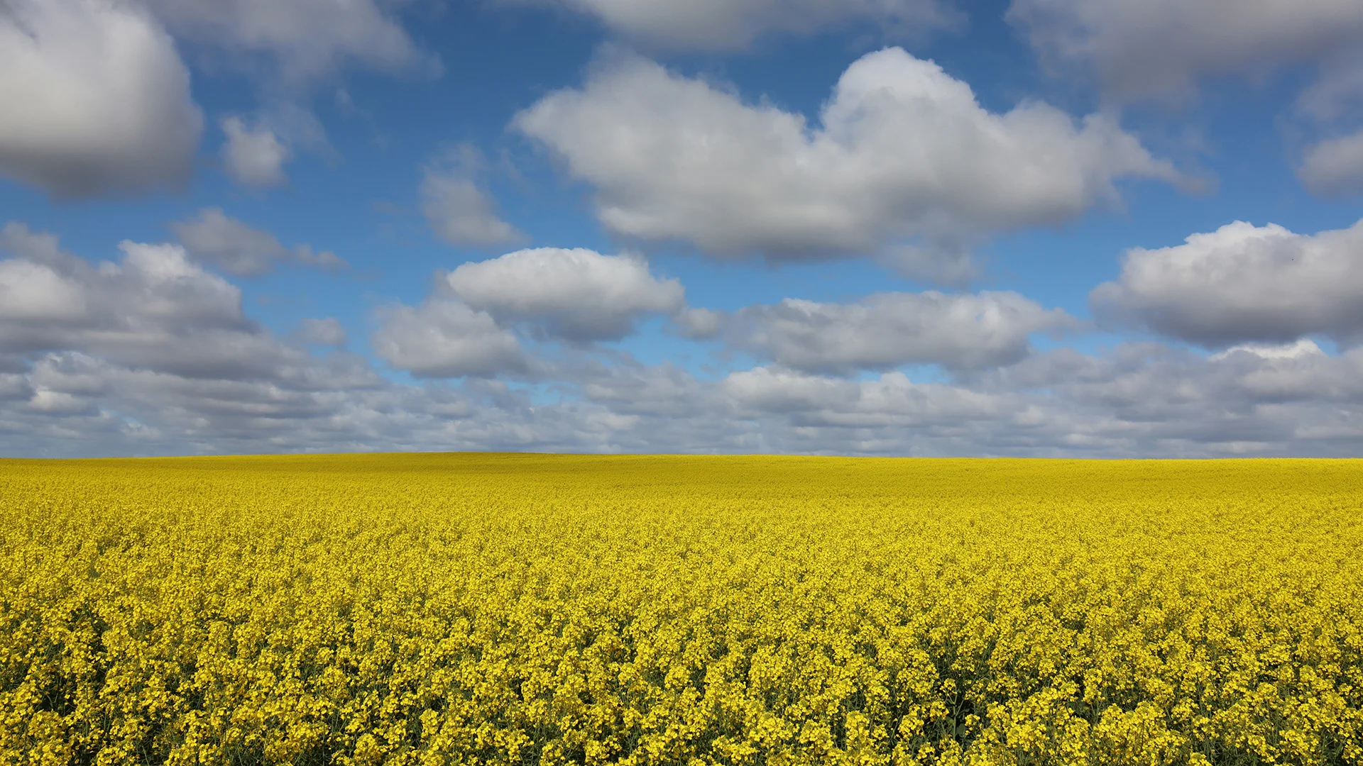 2012 CANOLA TRIAL Reduced MAP – JUNEE NSW