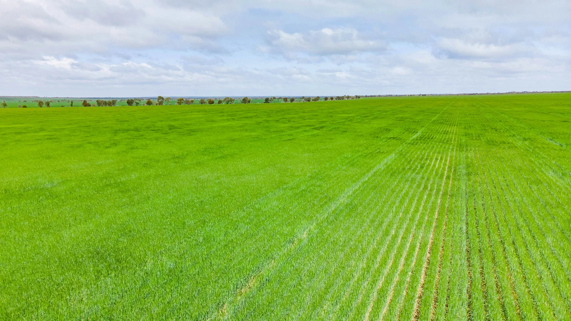 2010 - 2013 Microsoil WHEAT TRIAL SUMMARY - NSW