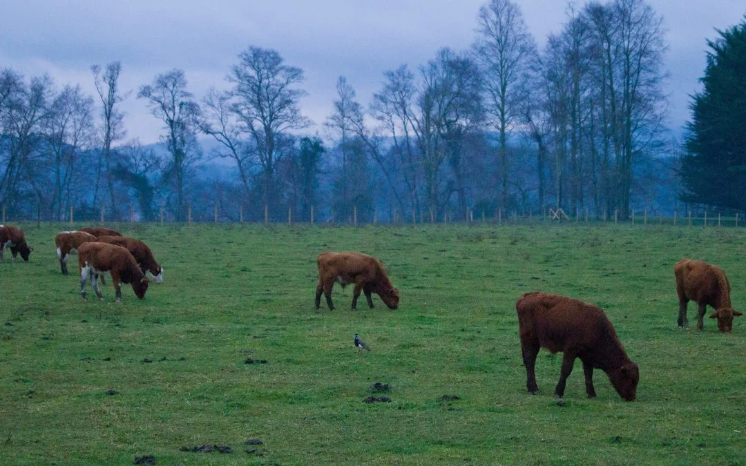 Production And Protein: Significant Increase & Improved Soil Health