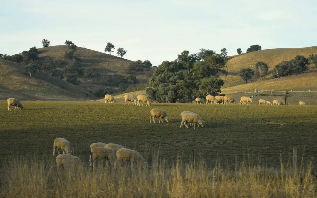 Nutrients Significantly Improve Pasture Quality And Dietary Analysis