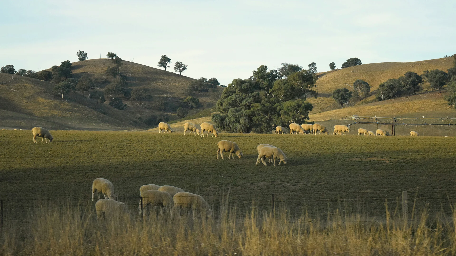 2013 WHEAT TRIAL Nutrients - LIVERPOOL PLAINS NSW
