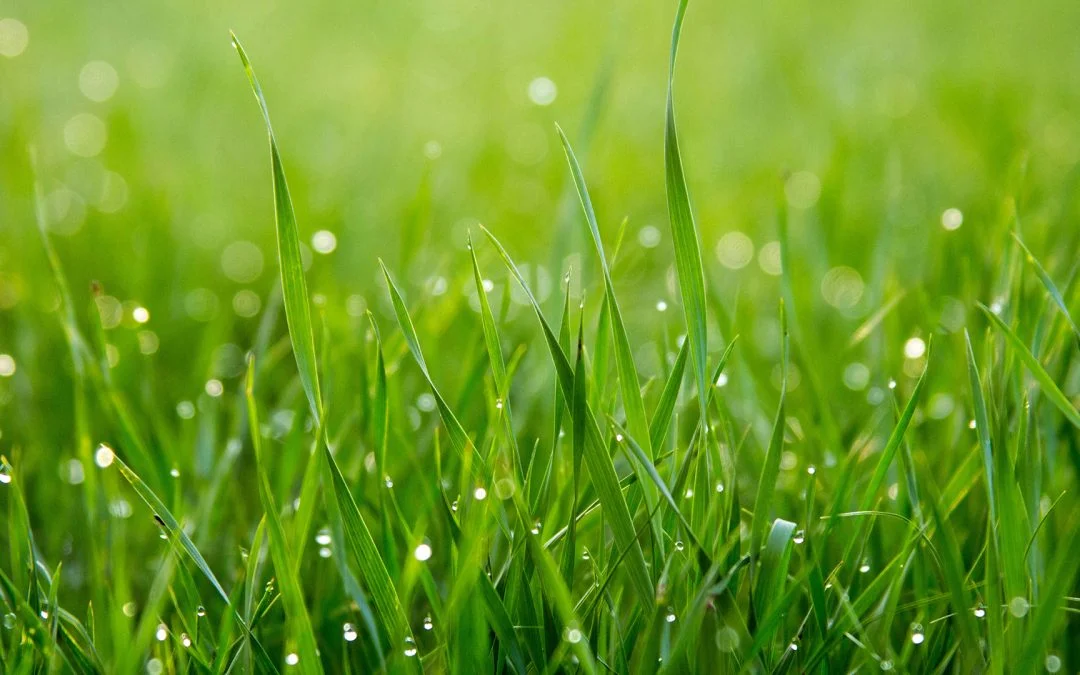Turf Trial Proves Fertiliser Savings, Faster Growth & Healthier Soil