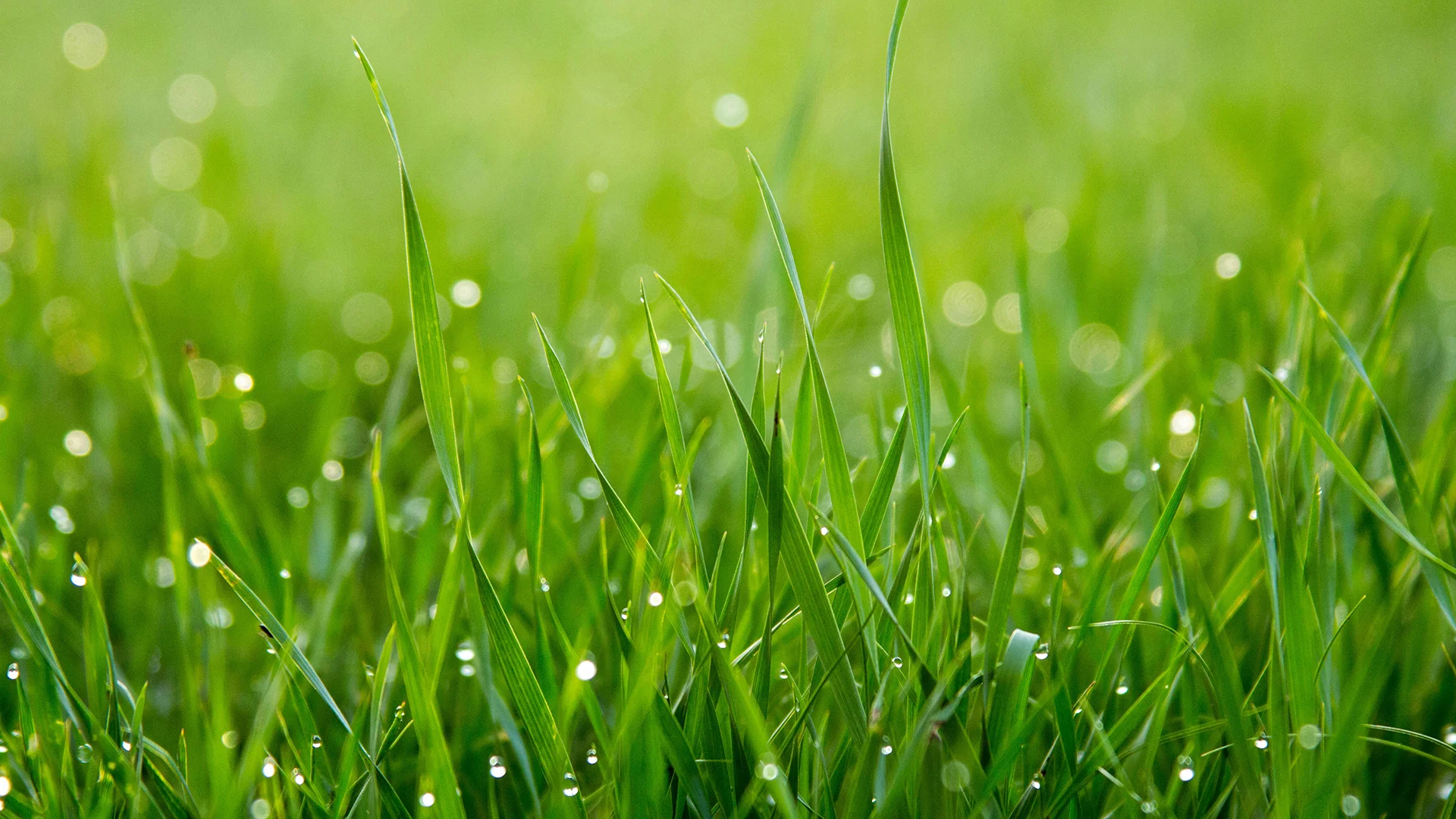 2010 – 2012 TURF TRIAL (Sir Walter) – WINDSOR NSW