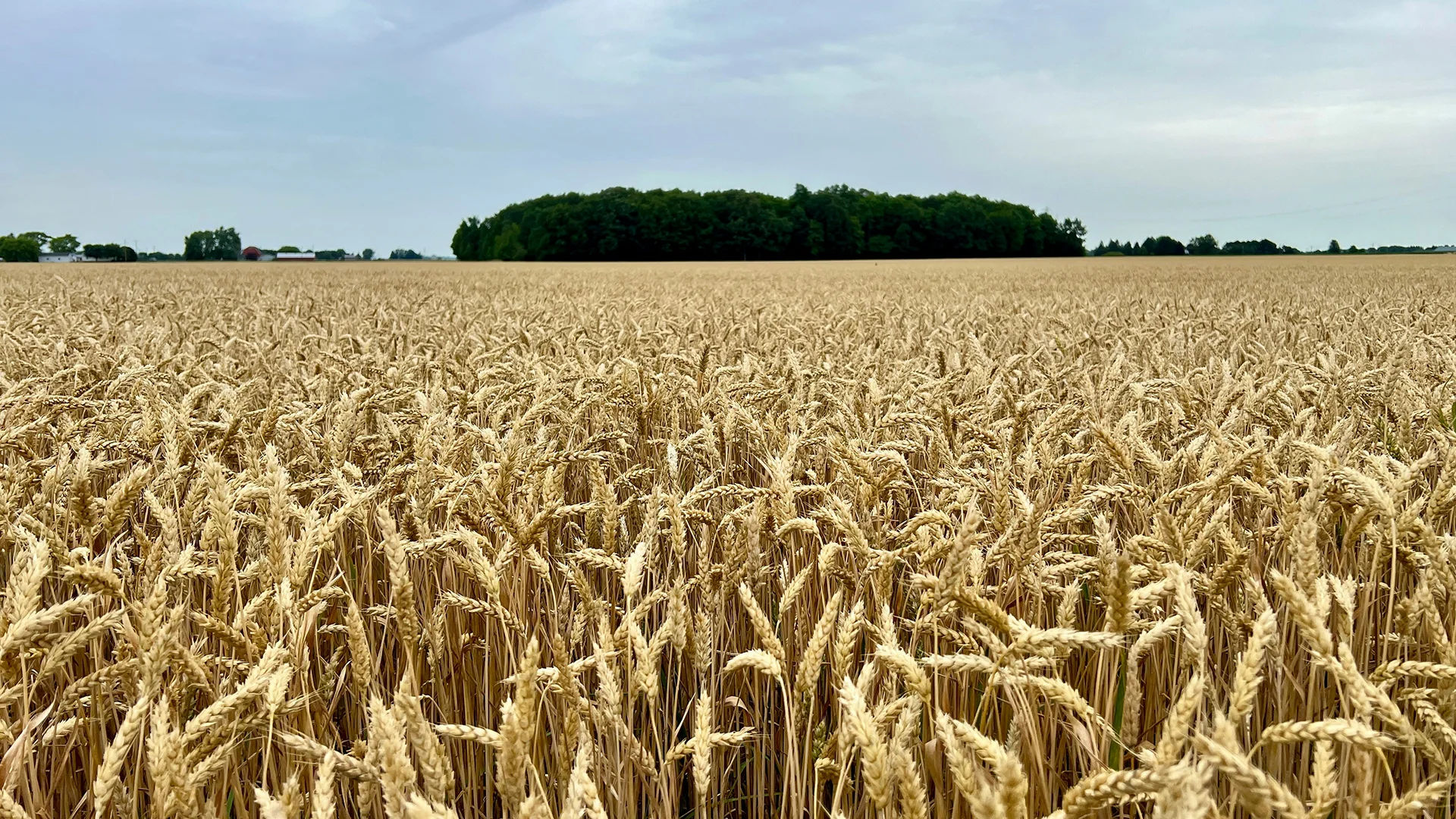 2012 Junee WHEAT TRIAL – JUNEE NSW