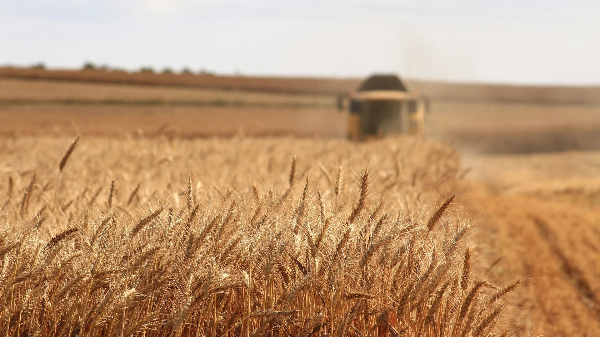 2011 WHEAT TRIAL Liquid Fertiliser – COWRA NSW