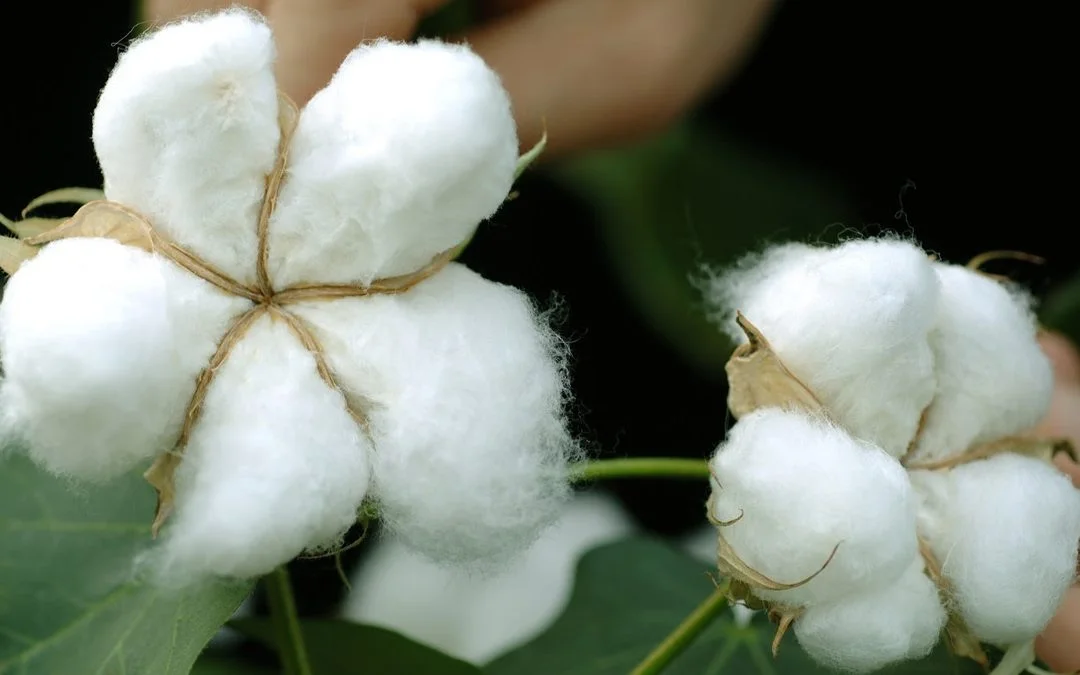 Cotton – Diseases Supressed, Growth Enhanced, Yield Increased