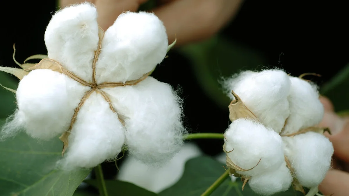 Cotton Research Data - Switch ag