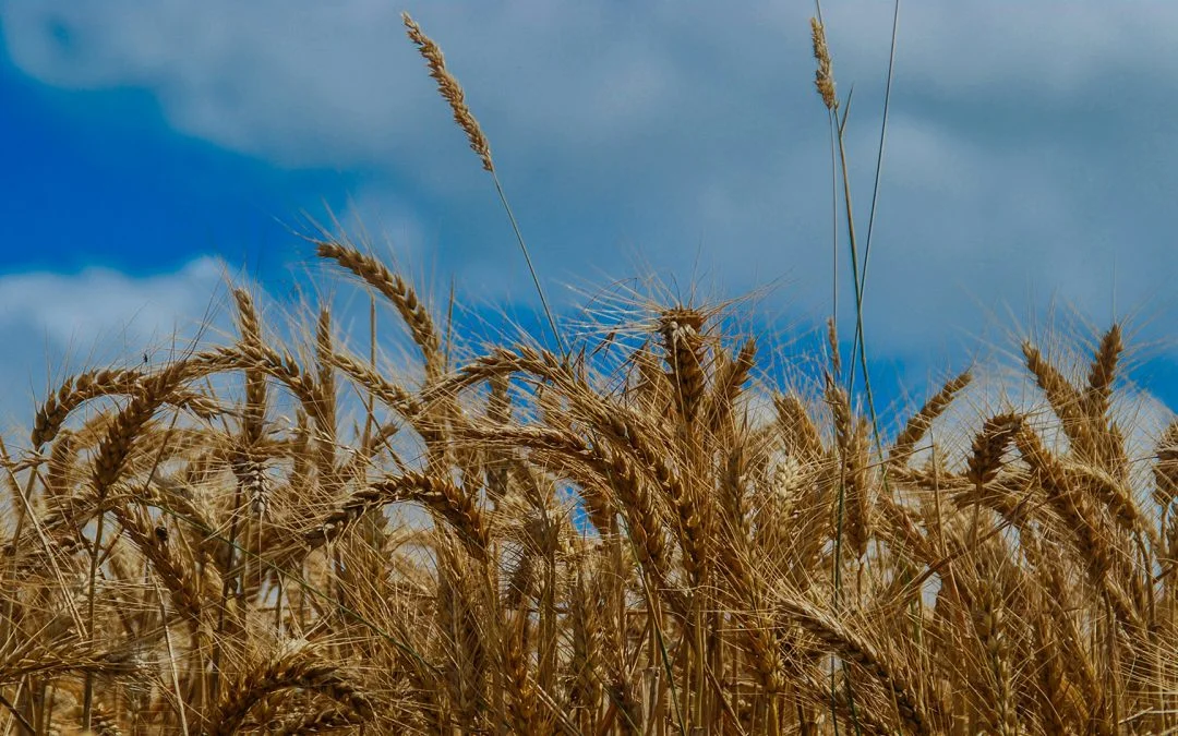 20% Yield Increase From Late Tiller Microsoil Application