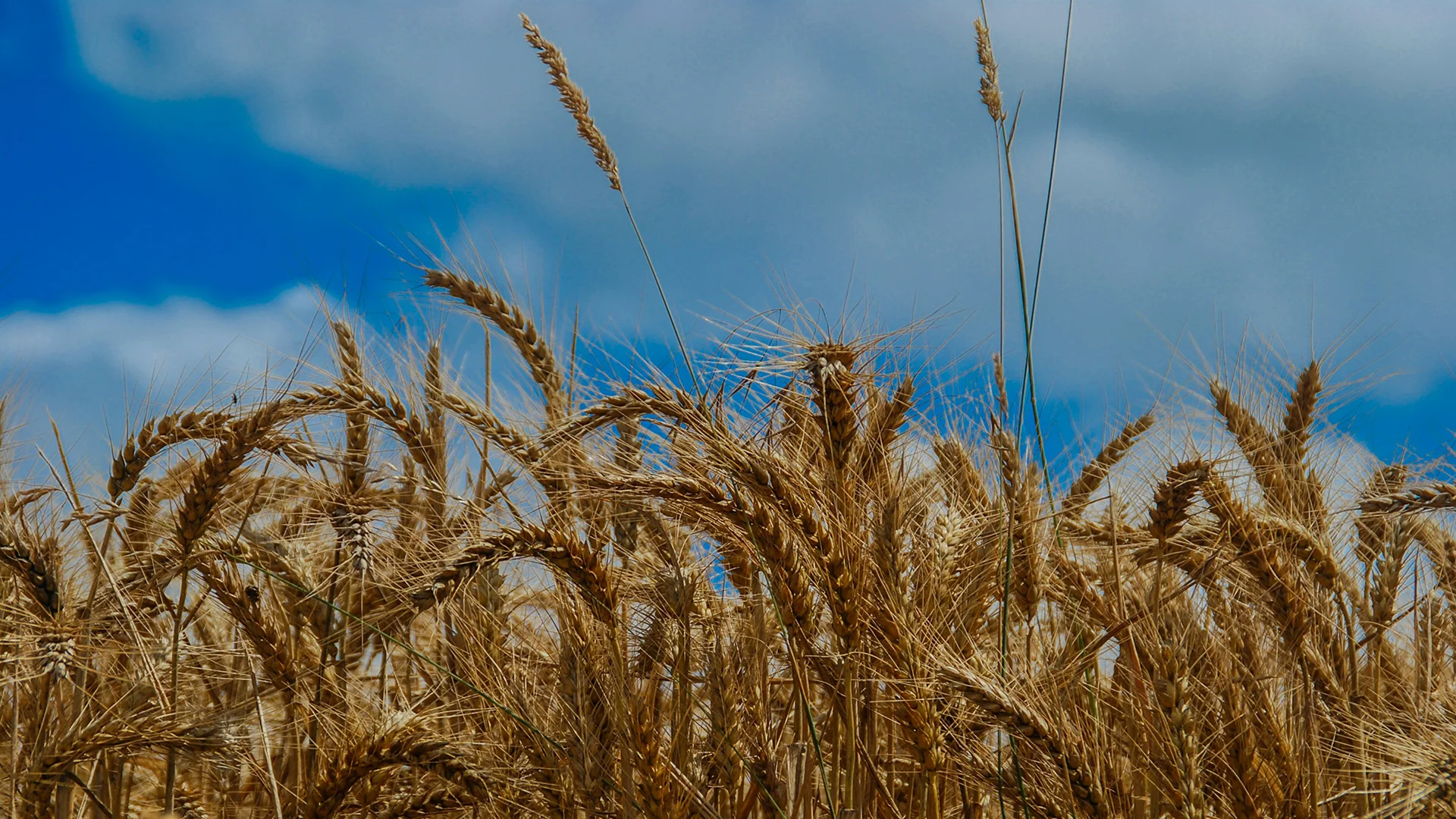 Yield Increase Cowra Replicated Wheat Trial 2010 - Switch ag