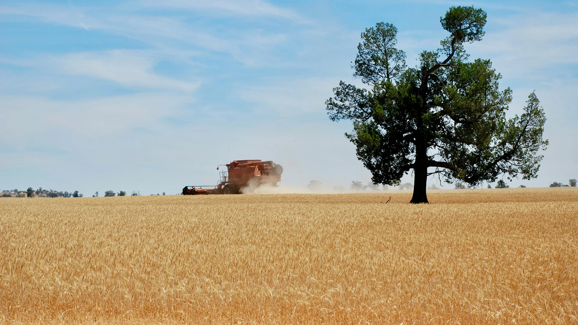 Granular Inefficiencies 2011 WHEAT TRIAL – JUNEE REEFS NSW