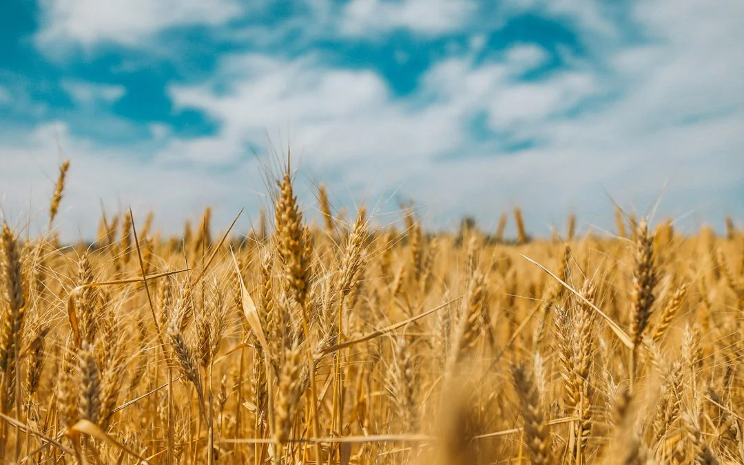 Microsoil And Loveland Products: 20% Increase & $179 Return/HA