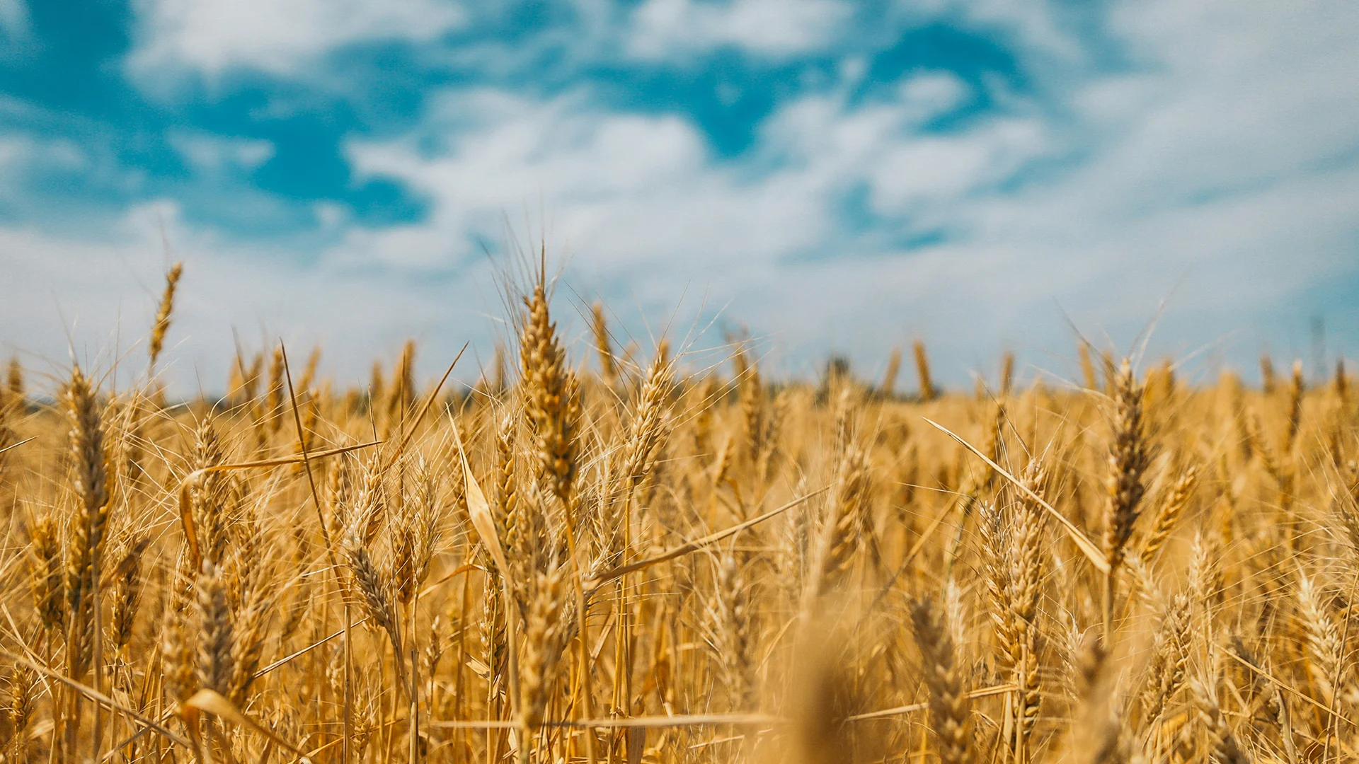 2012 WHEAT TRIAL microsoil and loveland – TEMORA NSW