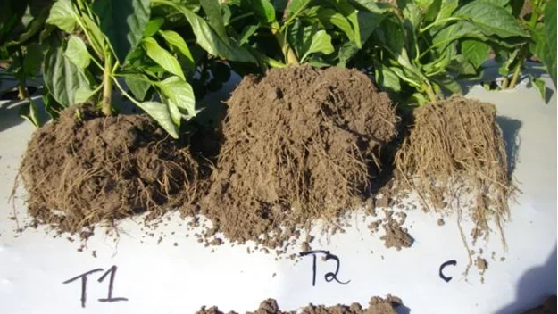 17% Yield Increase & $8,945 per HA Margin Increase In Sandy Soil