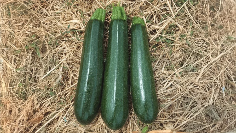 Zucchini - Switch ag