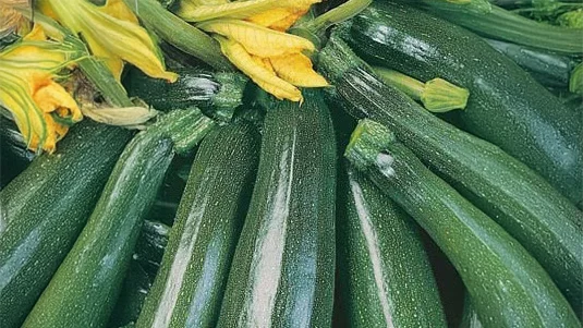 2014 Zucchini Trial In Bundaberg QLD