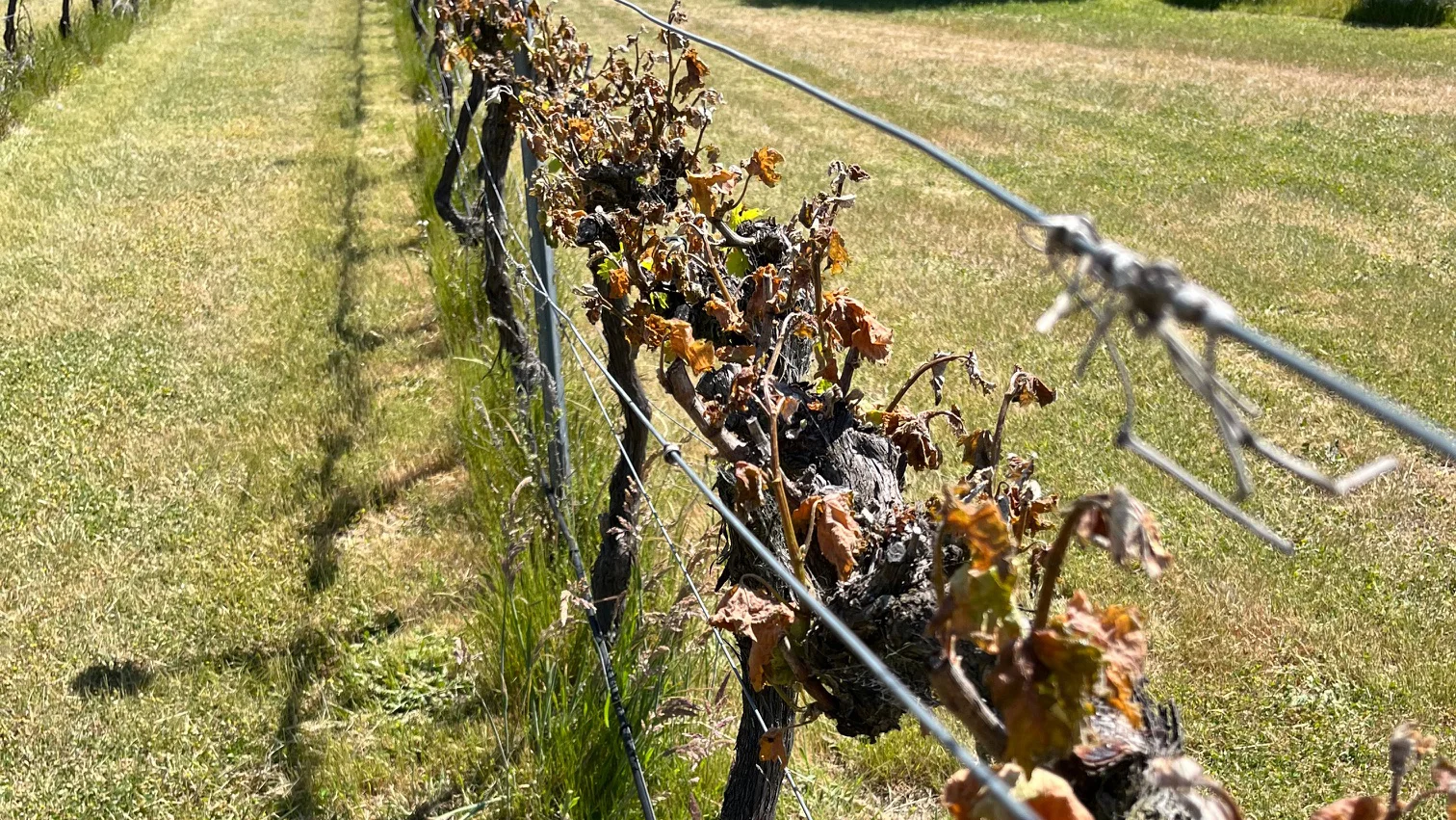 Frost Recovery in Vineyards - Switch Ag