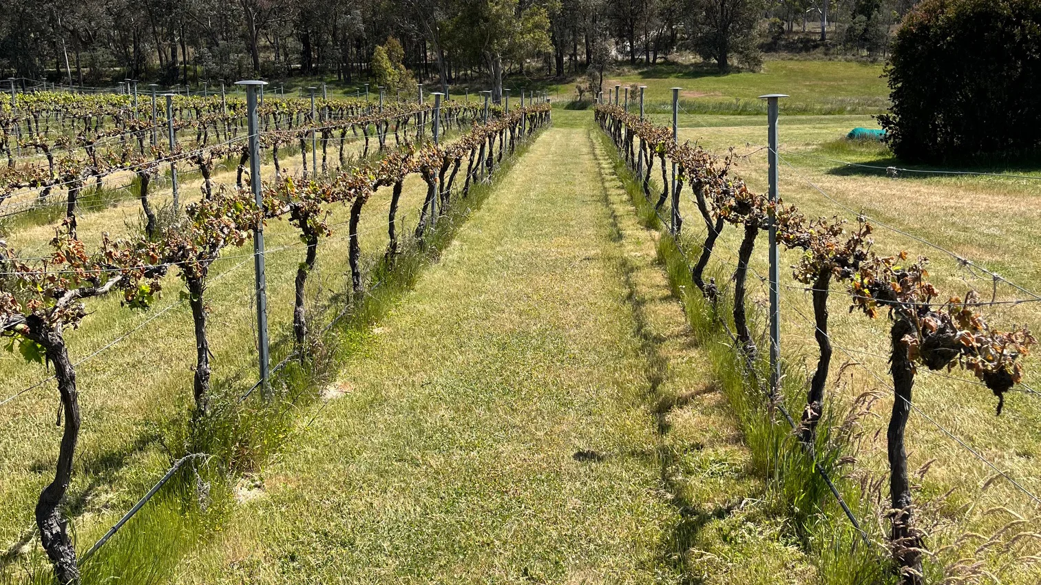 Frost Recovery in Vineyards - Switch Ag