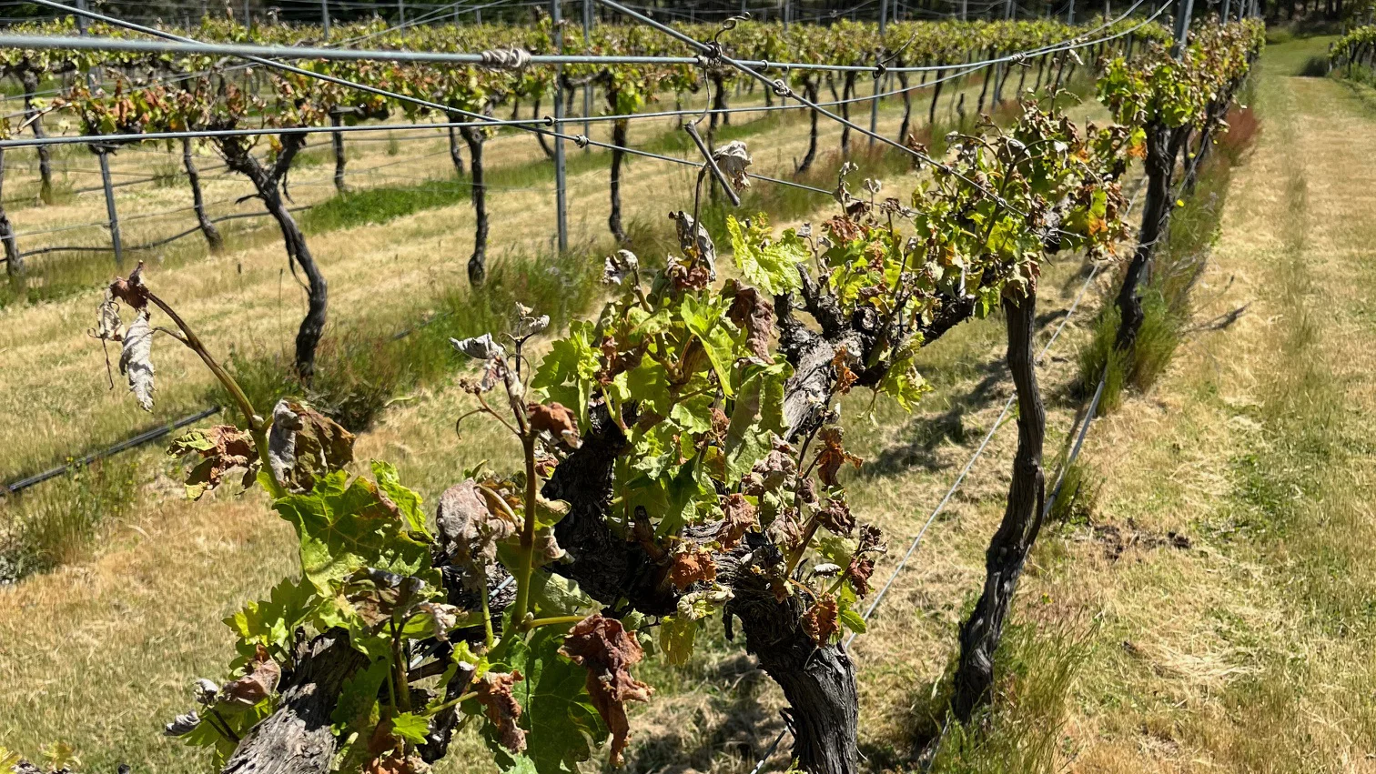 Frost Recovery in Vineyards - Switch Ag
