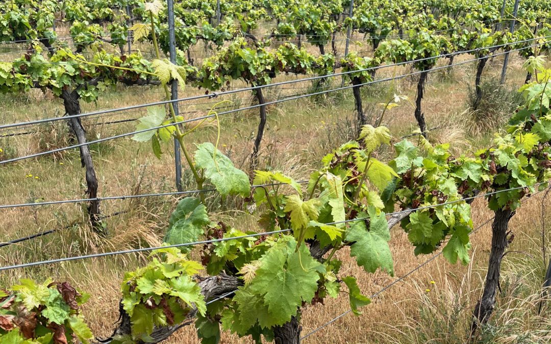 Frost Recovery in Vineyards: Reviving with Switch Ag
