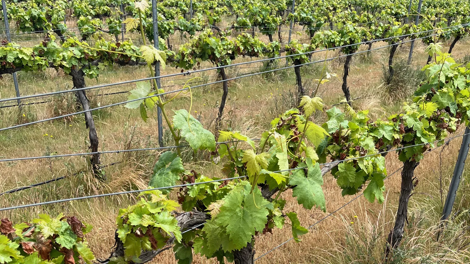 Grapevines trained along a trellis wire in a vineyard row