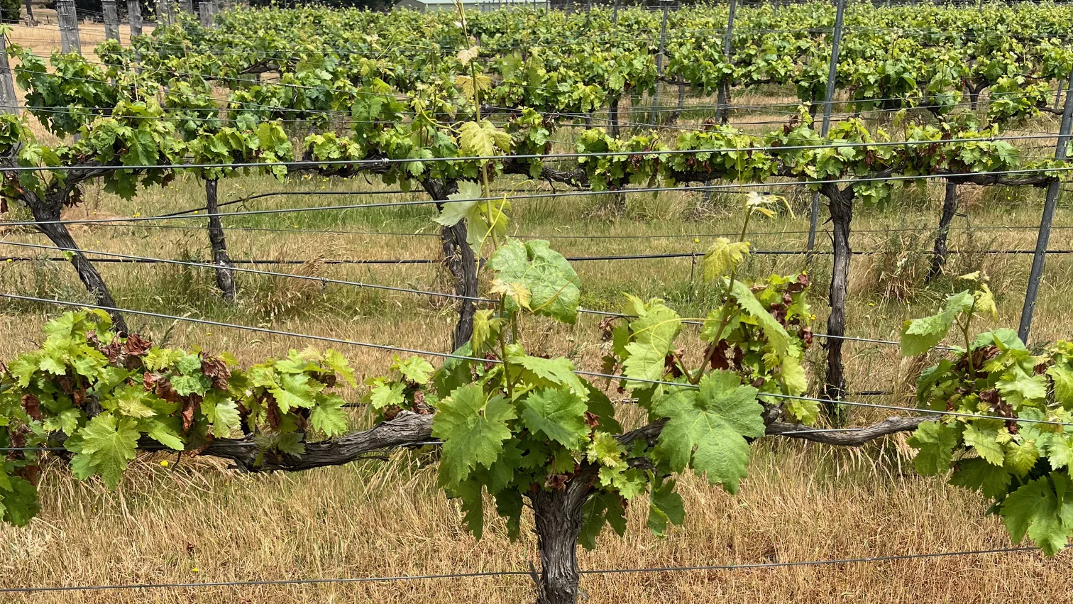 Frost Recovery in Vineyards - Switch Ag