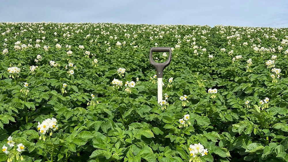 Testimonial Tasmanian crop - Switch Ag