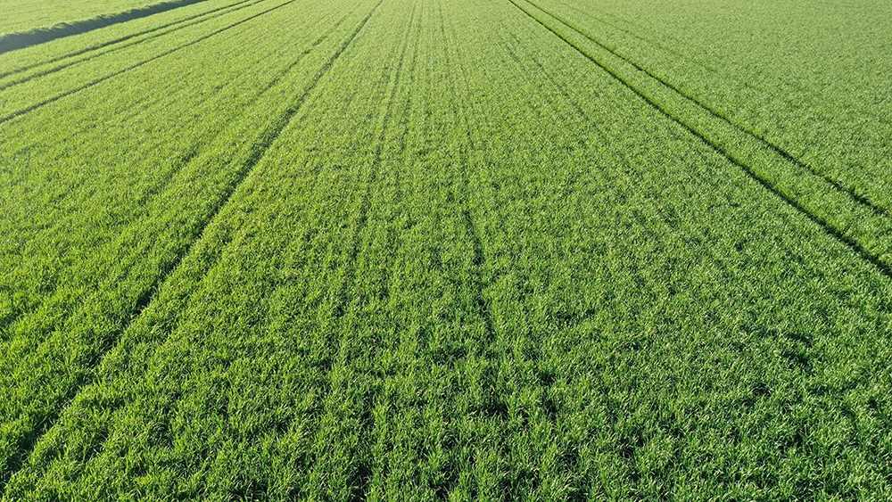 Trace Liquid Fertiliser: Proven Way to Boost Crop Nutrition & Yield