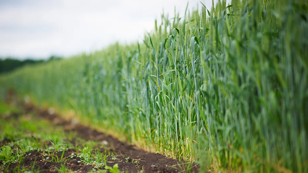 Low angle view along a row of a green cereal crop