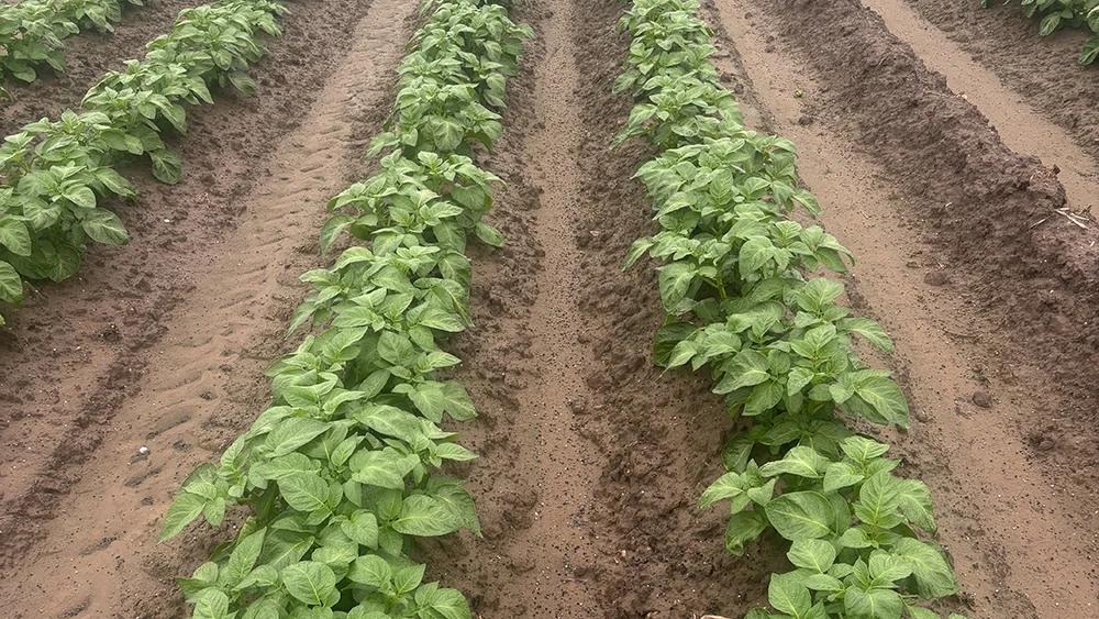 Potato Foliar Nutrition Trial Shows $8,000/ha ROI with Switch Ag
