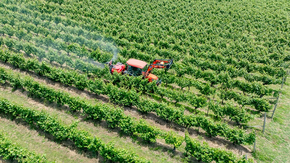 Aerial view of a tractor spraying between trellised vine rows